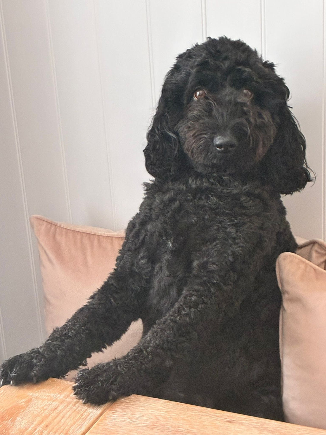 7 Benefits of Choosing Healthy Natural Dog Treats