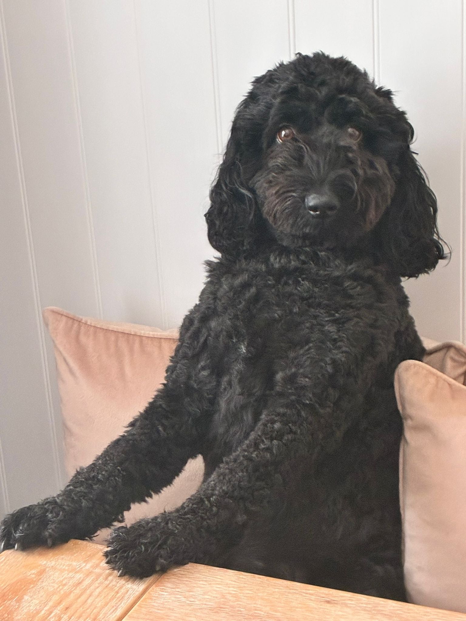 7 Benefits of Choosing Healthy Natural Dog Treats