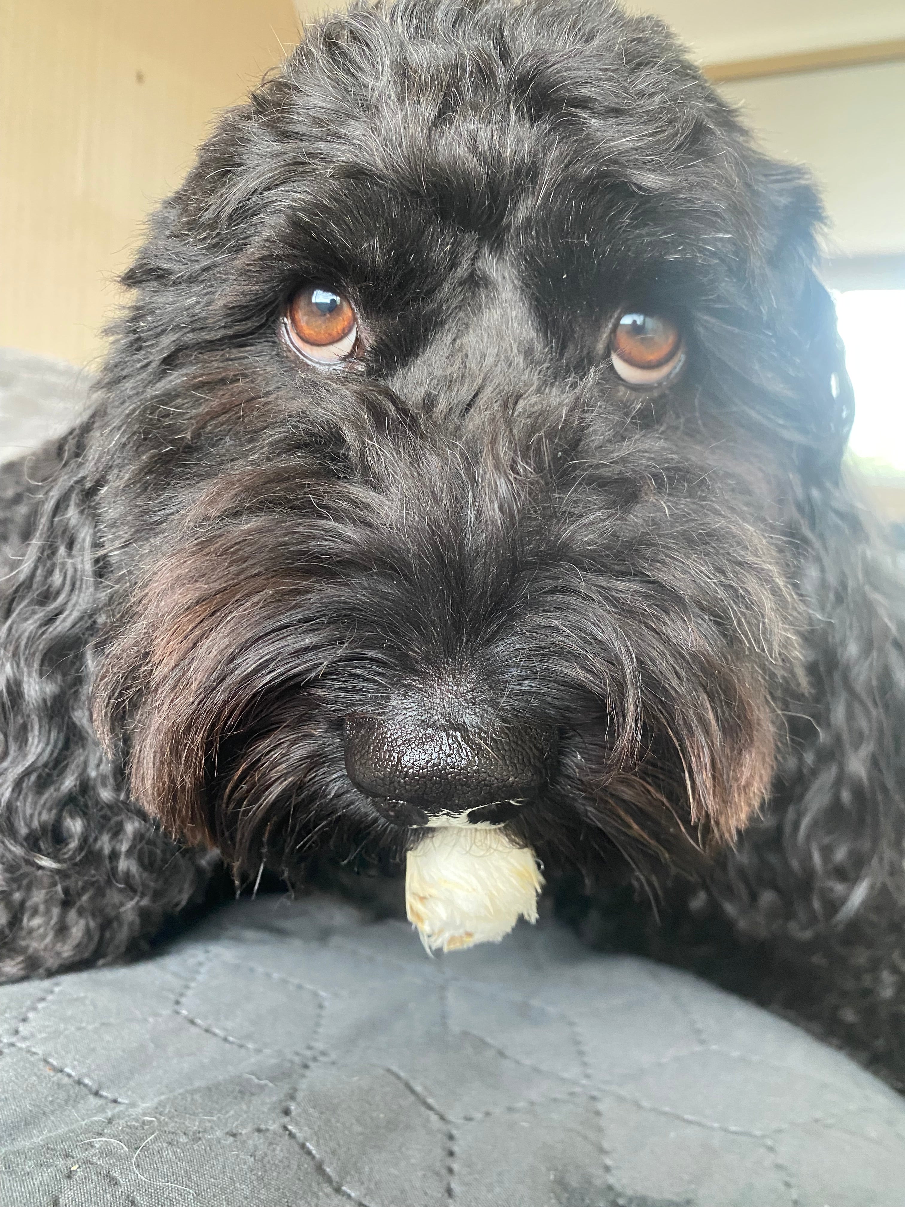 Long Lasting Dog Chews UK