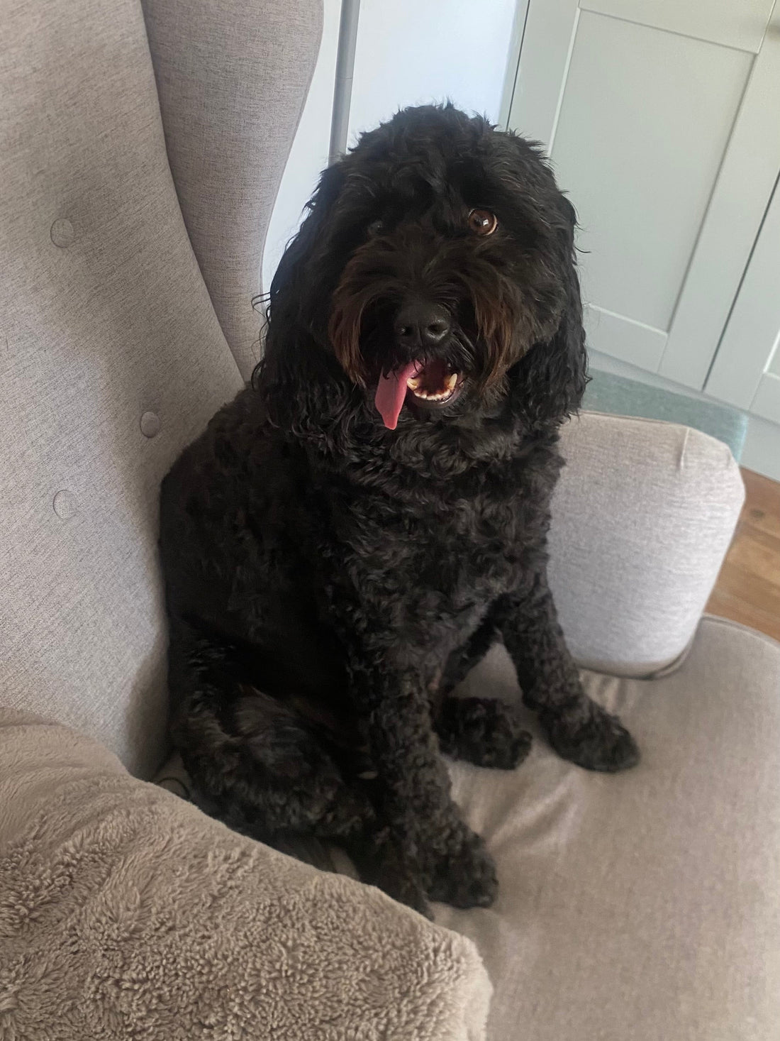 Meet Chester: The Chief Taste Tester at OurFurryFriends.uk