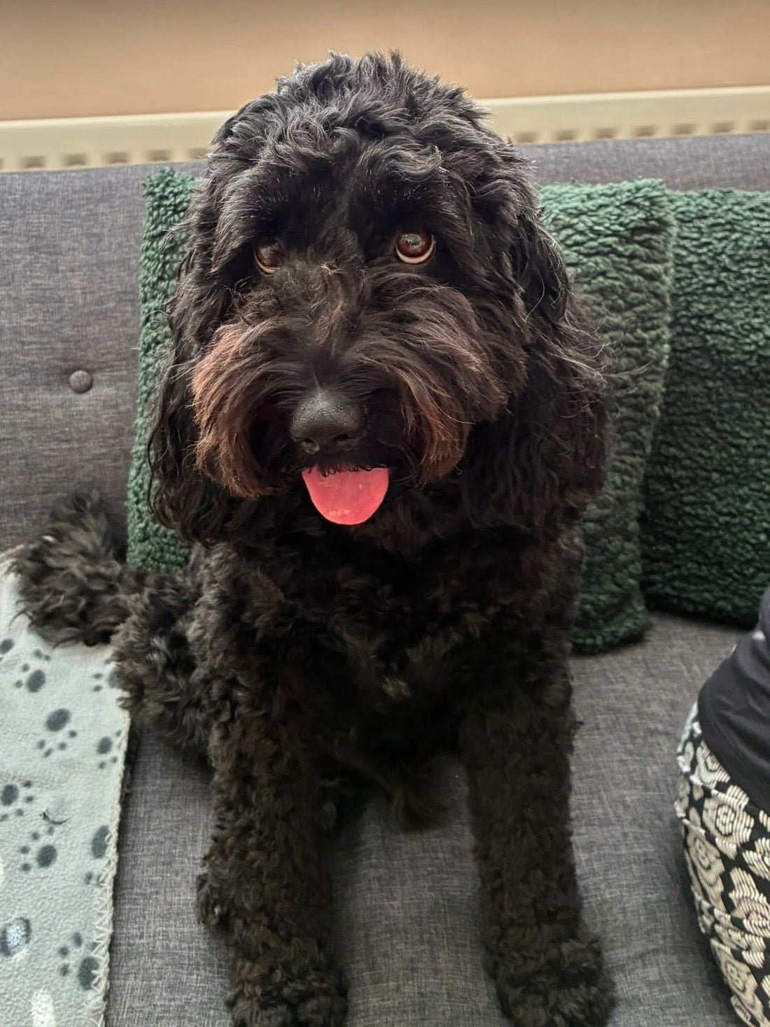 Chester the black cockapoo playing an indoor find-it game with a small dog treat.