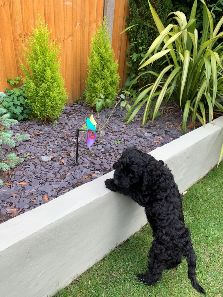 How to Choose the Best Natural Treats for Your Puppy