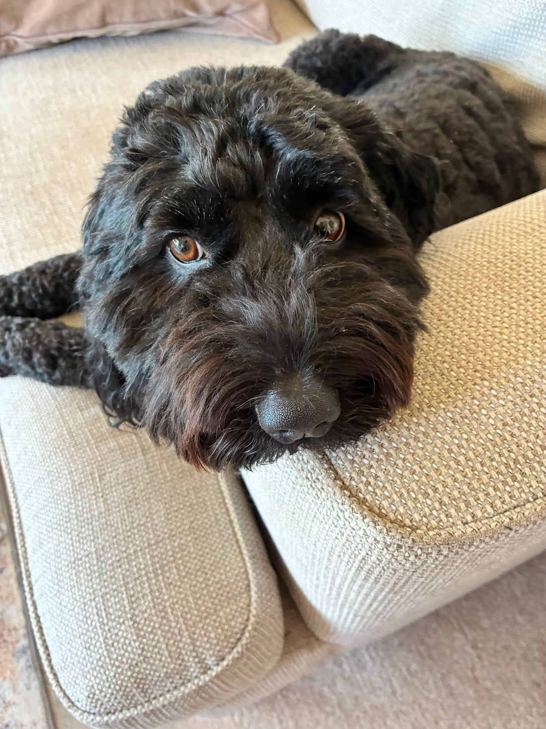 Why Single Ingredient Dog Treats Are Better for Many Dogs